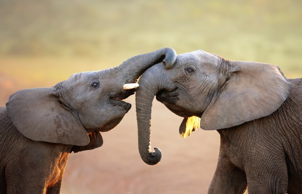 Elephants touching each other gently (greeting) - Addo Elephant